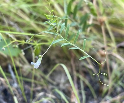 Vicia hassei, photographed by Irene