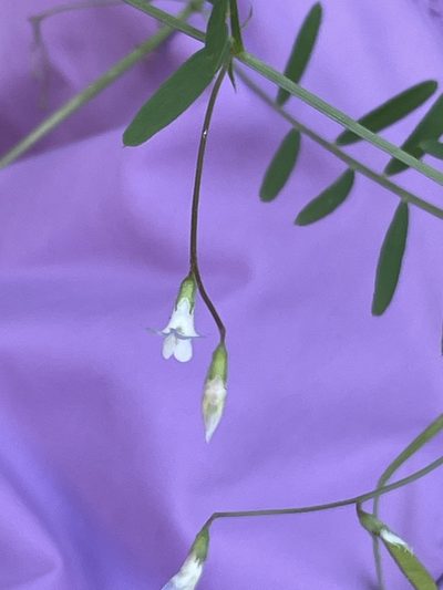 Vicia hassei, photographed by Irene