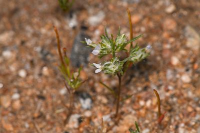 Eriastrum diffusum, photographed by Trevor Van Loon