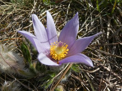 Pulsatilla grandis, photographed by Philipp Pavelka