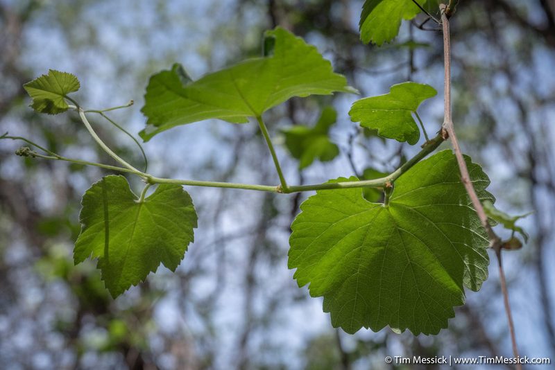 Vitis californica, photographed by Tim Messick