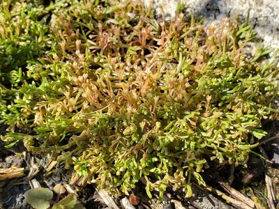 Montia howellii, photographed by J Straka