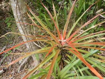 Bromelia pinguin, photographed by stinger