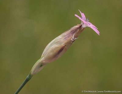 Petrorhagia dubia, photographed by Tim Messick