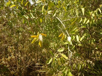 Morisonia flexuosa, photographed by stinger