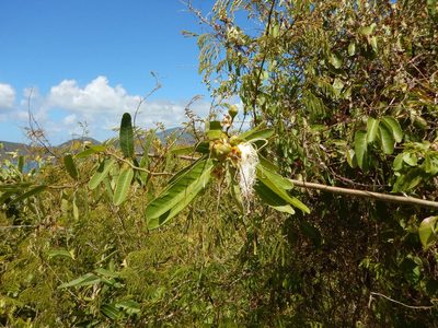 Morisonia flexuosa, photographed by stinger