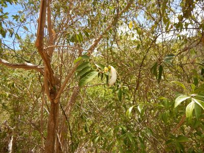Morisonia flexuosa, photographed by stinger