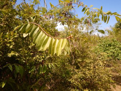 Morisonia flexuosa, photographed by stinger
