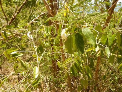 Morisonia flexuosa, photographed by stinger