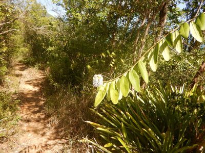 Morisonia flexuosa, photographed by stinger