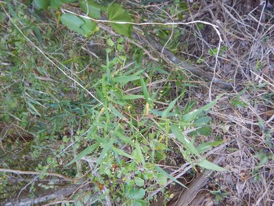 Lasiacis divaricata, photographed by stinger