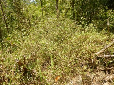Lasiacis divaricata, photographed by stinger