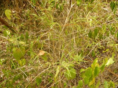 Lasiacis divaricata, photographed by stinger