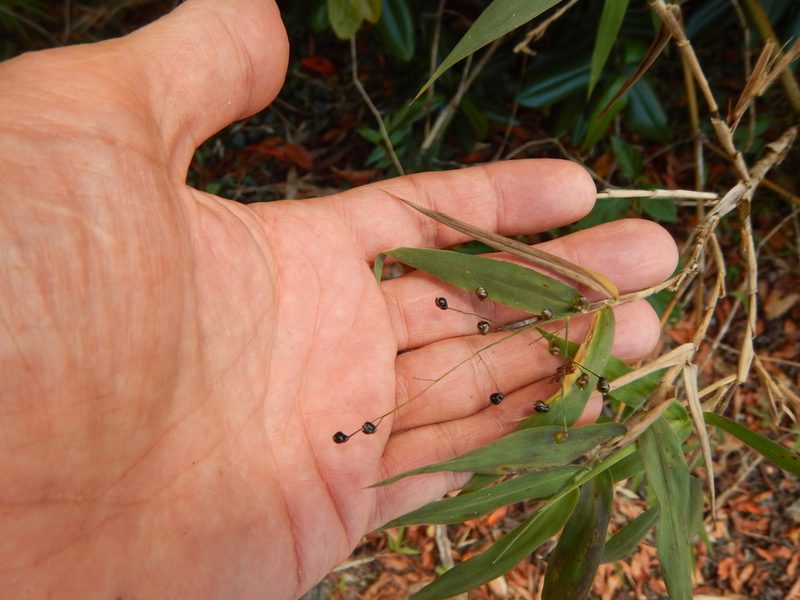 Lasiacis divaricata, photographed by stinger