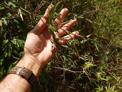 Lasiacis divaricata, photographed by stinger