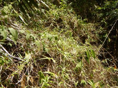 Lasiacis divaricata, photographed by stinger