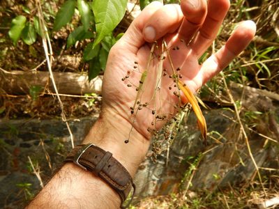 Lasiacis divaricata, photographed by stinger