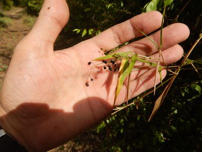 Lasiacis divaricata, photographed by stinger