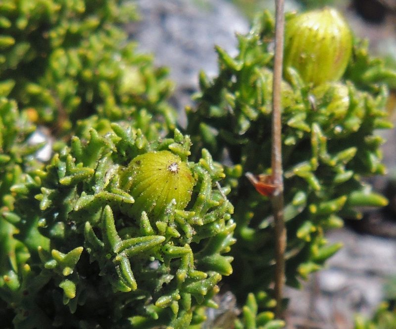 Senecio tricuspidatus, photographed by Hugo Hulsberg