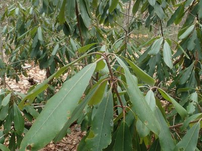 Rhododendron maximum