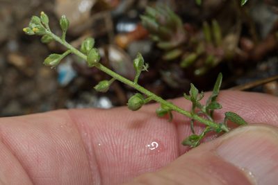 Alyssum alyssoides, photographed by Tim Johnson