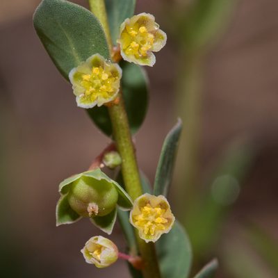 Andrachne telephioides, photographed by Tim Johnson