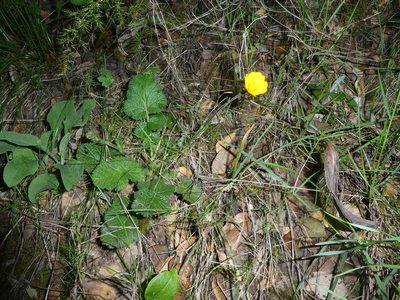 Geum sylvaticum, photographed by Bastien Alegot