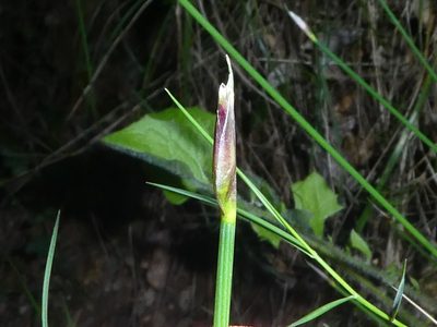 Aphyllanthes monspeliensis, photographed by Bastien Alegot