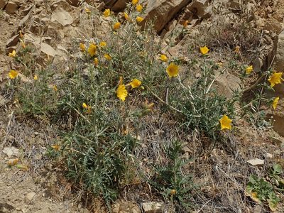 Mentzelia lindleyi, photographed by joergmlpts
