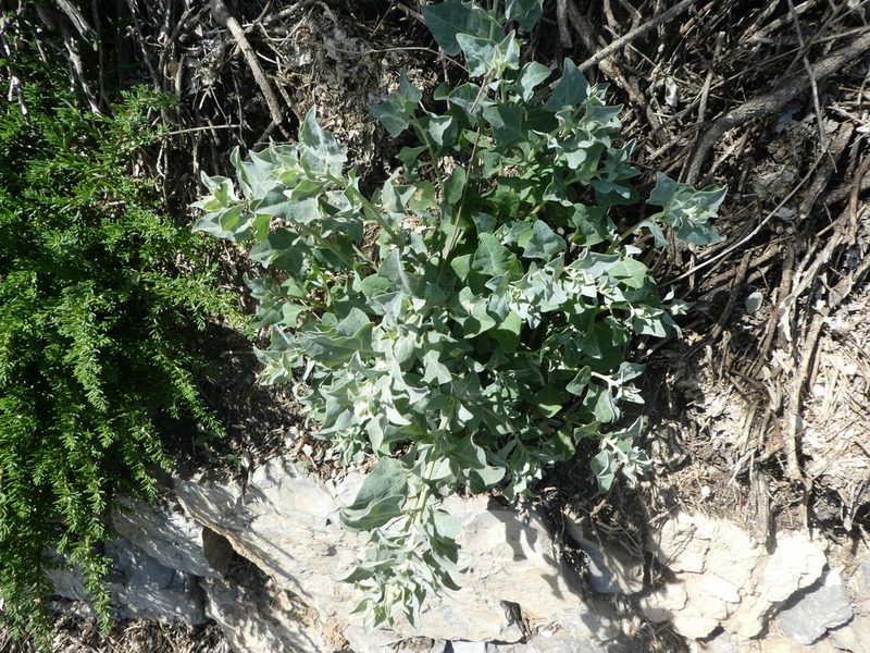 Atriplex halimus, photographed by Bastien Alegot