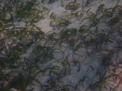Thalassia testudinum, photographed by Alexis Tinker-Tsavalas