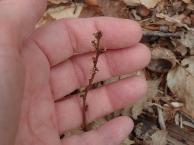 Epifagus virginiana, photographed by Lynn Harper