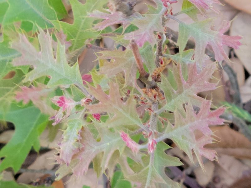Quercus buckleyi, photographed by johnyochum
