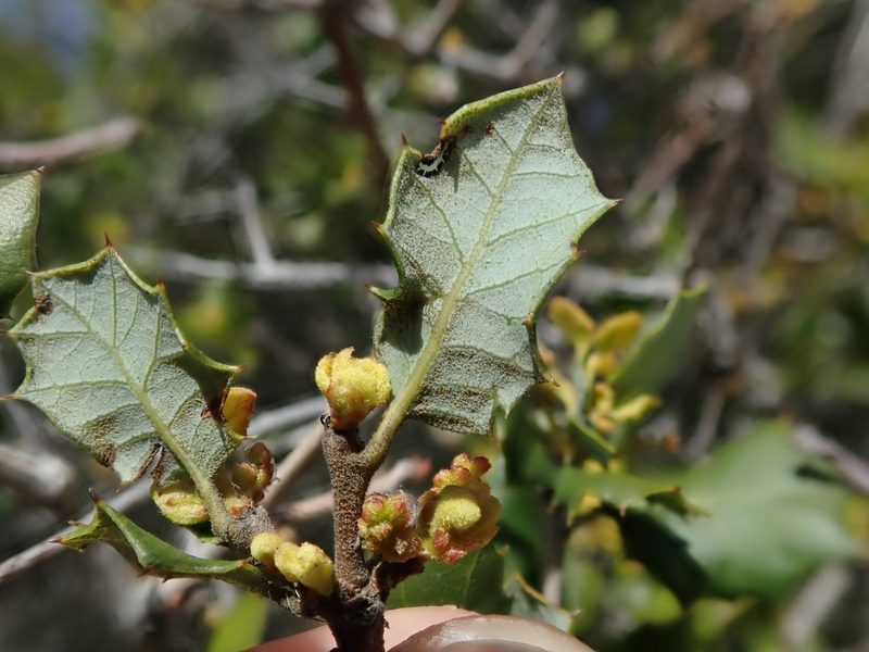 Quercus palmeri, photographed by joergmlpts