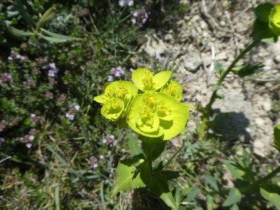 Euphorbia serrata, photographed by Bastien Alegot