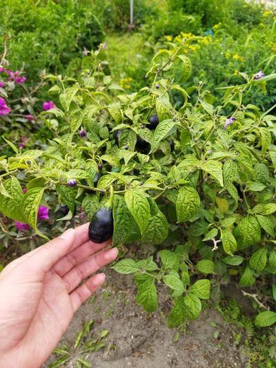Capsicum pubescens, photographed by Alejandro Alfredo Aguirre