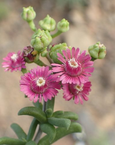 Mestoklema illepidum, photographed by Nicola van Berkel