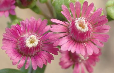 Mestoklema illepidum, photographed by Nicola van Berkel