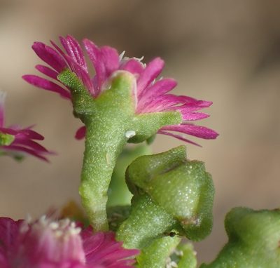 Mestoklema illepidum, photographed by Nicola van Berkel