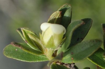 Diospyros dichrophylla, photographed by Nicola van Berkel