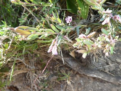 Polygala rupestris, photographed by Bastien Alegot