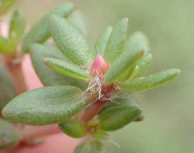 Portulaca quadrifida, photographed by Nicola van Berkel