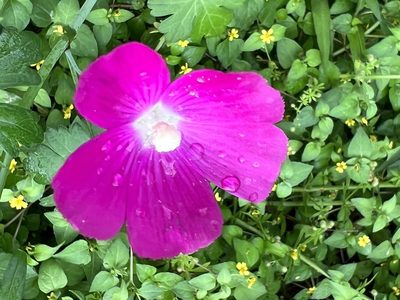 Callirhoe leiocarpa, photographed by Rich Sommer