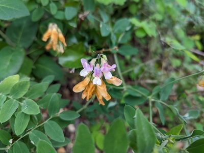 Lathyrus vestitus, photographed by Corey Farwell