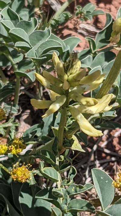Astragalus ampullarioides, photographed by Darrin Gobble