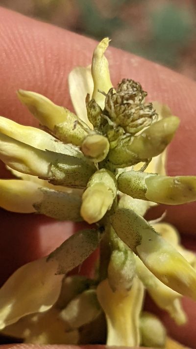 Astragalus ampullarioides, photographed by Darrin Gobble