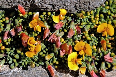 Adesmia salicornioides, photographed by Hugo Hulsberg