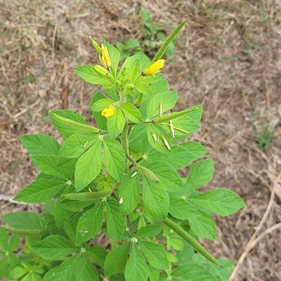 Cleome viscosa, photographed by Maria Janeiro