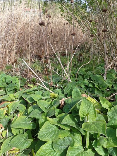 Phlomis russeliana, photographed by Donald Davesne