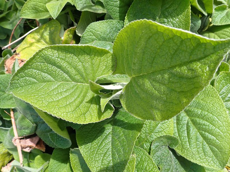 Phlomis russeliana, photographed by Donald Davesne